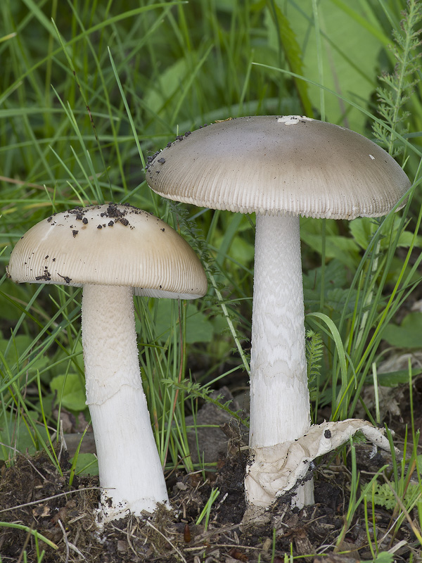 Amanita lividopallescens